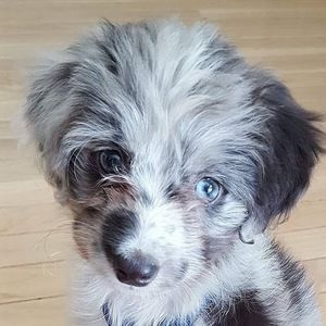 Meet your Posher, Akhila